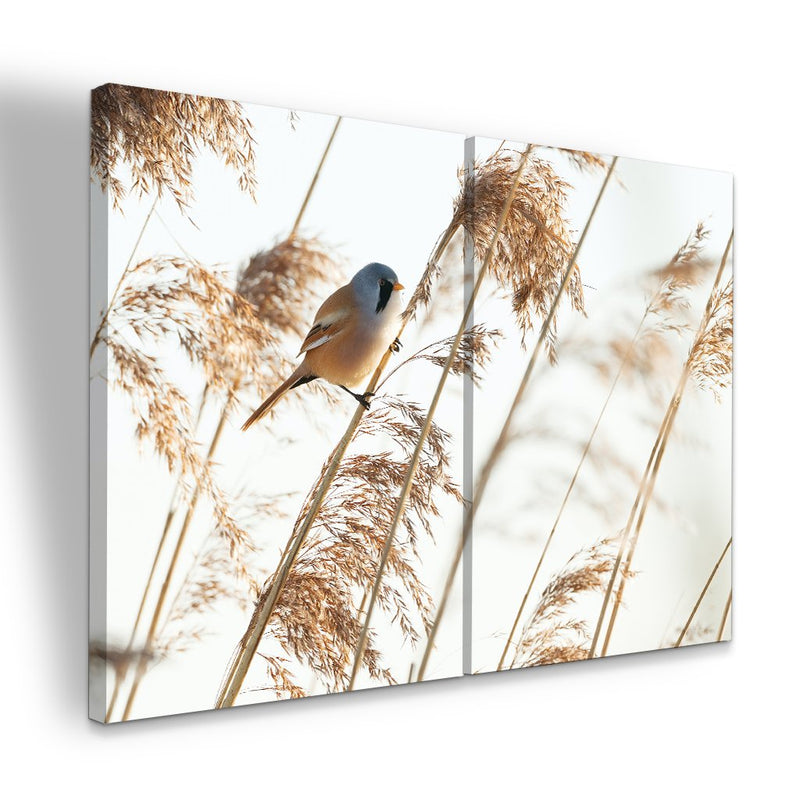 Quadro decorativo 2 telas Ornamentais e Chapim-de-Bigodes